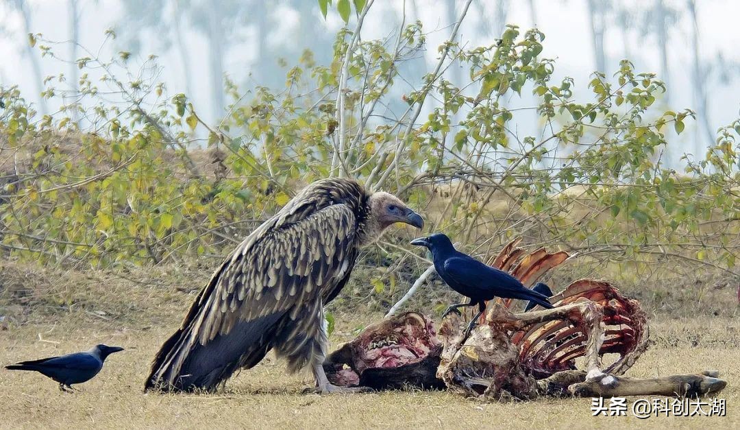 科普兀鹫吃腐肉,秃鹫兀鹫区别科普