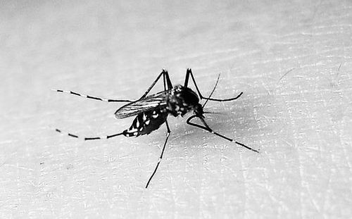 蚊子最怕的灭蚊法,夏天蚊子太烦人教驱蚊的绝招