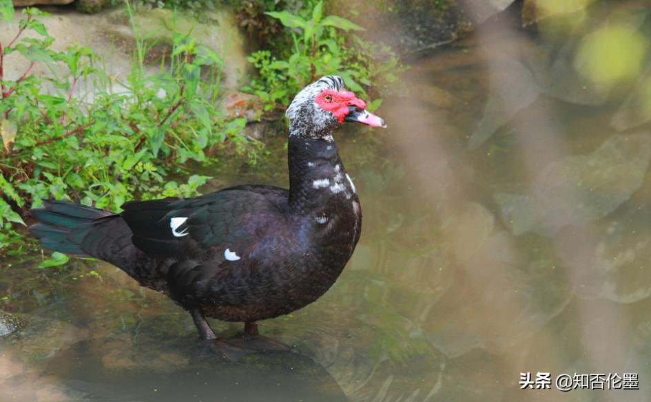 农村做养殖怎么样才能赚钱,农村搞养殖养什么最好赚钱快