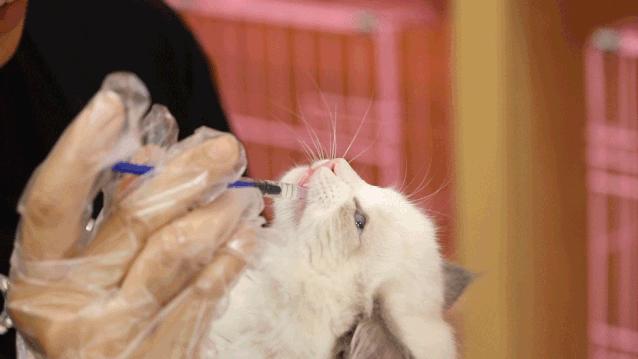 仙女猫专卖店介绍,仙女猫专卖店一览表