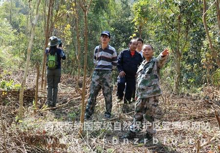 专访：亚洲象北上是整体趋势，长期投喂香蕉、菠萝、玉米等高糖、高热量食物，可能导致野象得高血压、糖尿病