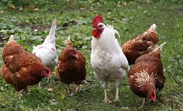 鸡眼睛睁不开是什么病?用什么药能治疗?养殖户值得一看