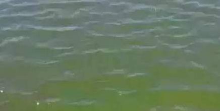 裸藻和裸甲藻是同一藻类吗,蓝藻与绿藻的相同点