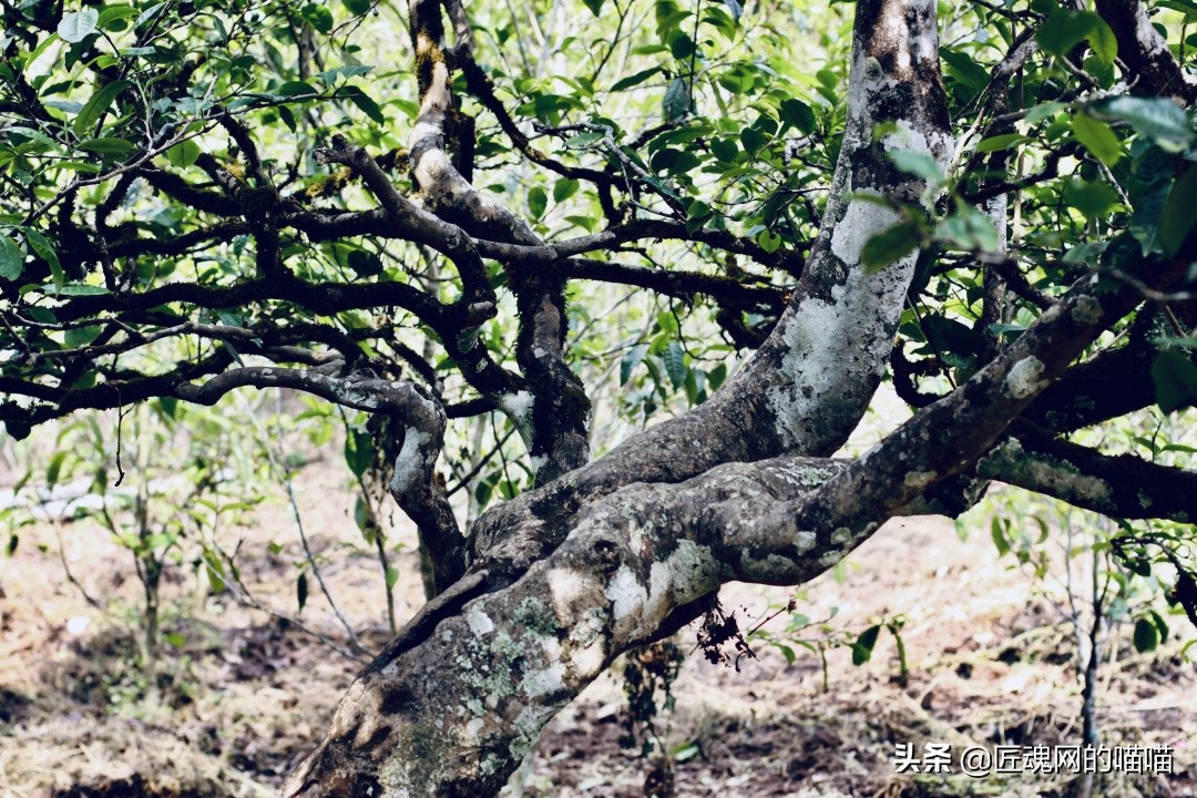 茶叶为什么要杀青,所有茶都需要杀青吗