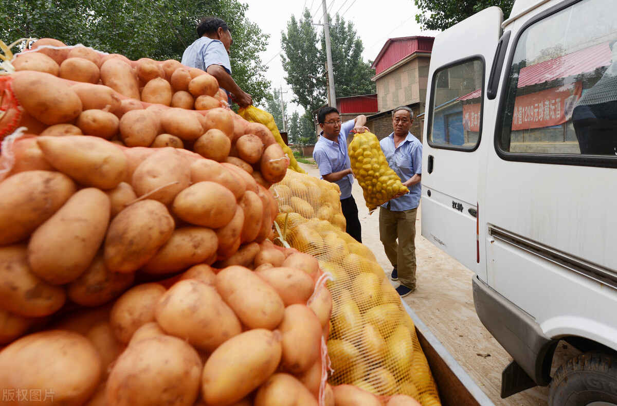 库存开始发芽，新品又陆续上市，价格低至两毛，村民：为啥连年赔