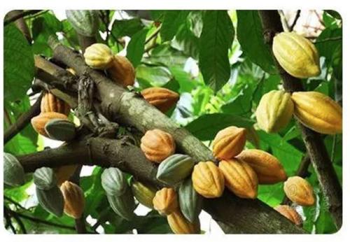 脸上挤出的小白粒是螨虫吗,挤出来的小米粒有螨虫吗