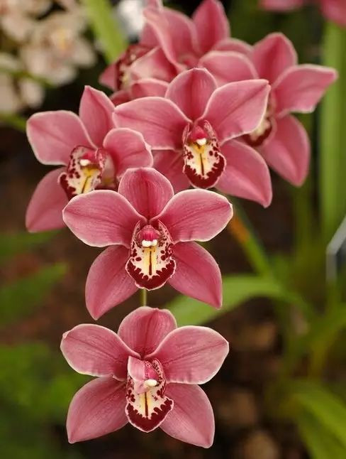 中国十大名花惊艳千年,中国十大名花美极了