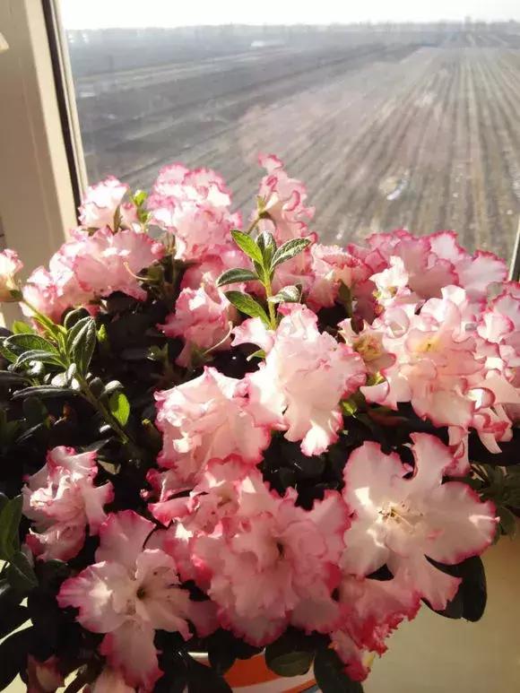 吊兰和绿萝哪个吸甲醛好养,绿萝和吊兰能清除甲醛吗