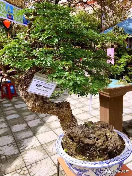 清香木黄叶掉叶子怎么回事,清香木盆景黄叶掉叶