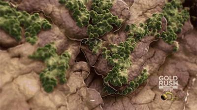 正宗泰国乳胶2.0,正品泰国乳胶推荐