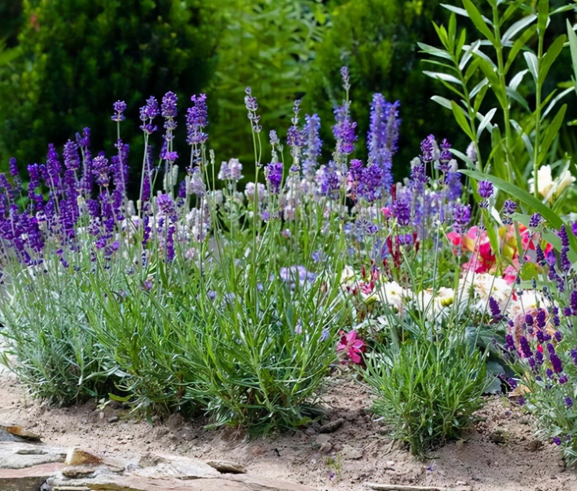 室内最好养的香水花有哪些,四季开适合客厅养的好香水花