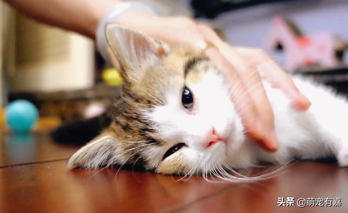 刚出生奶猫怎么救助,流浪猫会怎么对待哺乳期的母猫