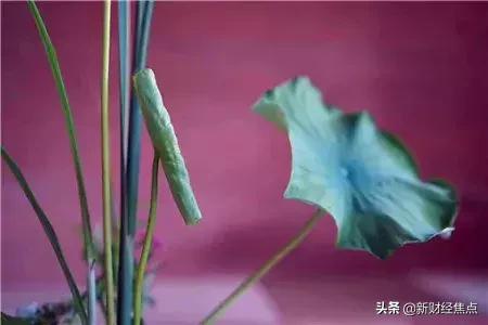 神秘公司做起了京东拼多多的“外围生意”