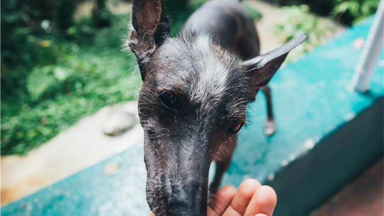 哪些玩具可以逗狗狗开心,安抚狗狗情绪的玩具