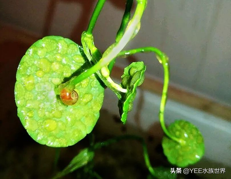 鱼缸过滤器吸水口老是堵怎么解决,鱼缸过滤器只顶吸