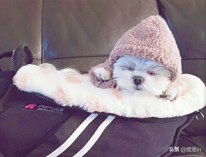 家里的狗狗拉肚子了怎么办,狗狗积食得了细小怎么办