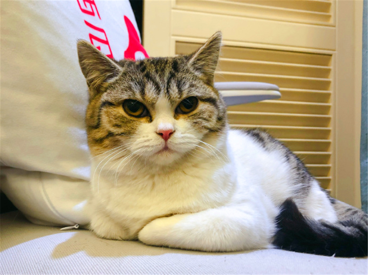 田园猫也是一条生命,中华田园猫中最稀有的田园猫排名