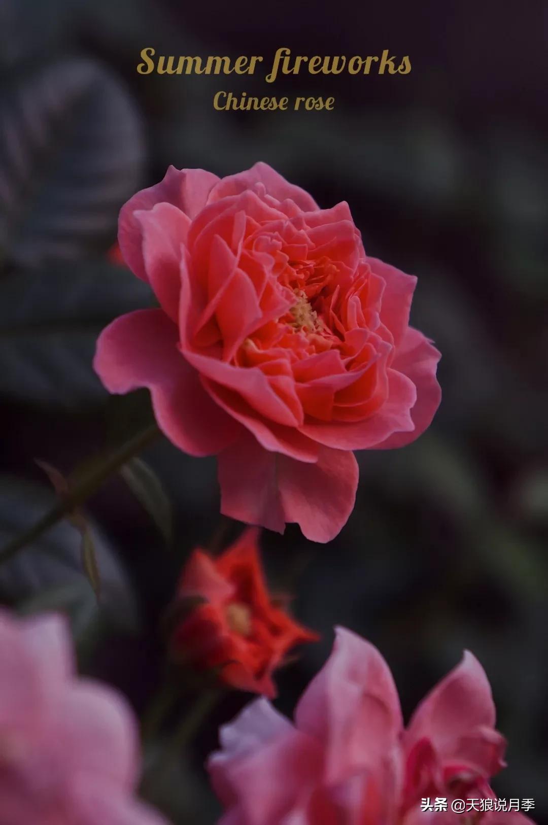 又一个十年,国产自育品种