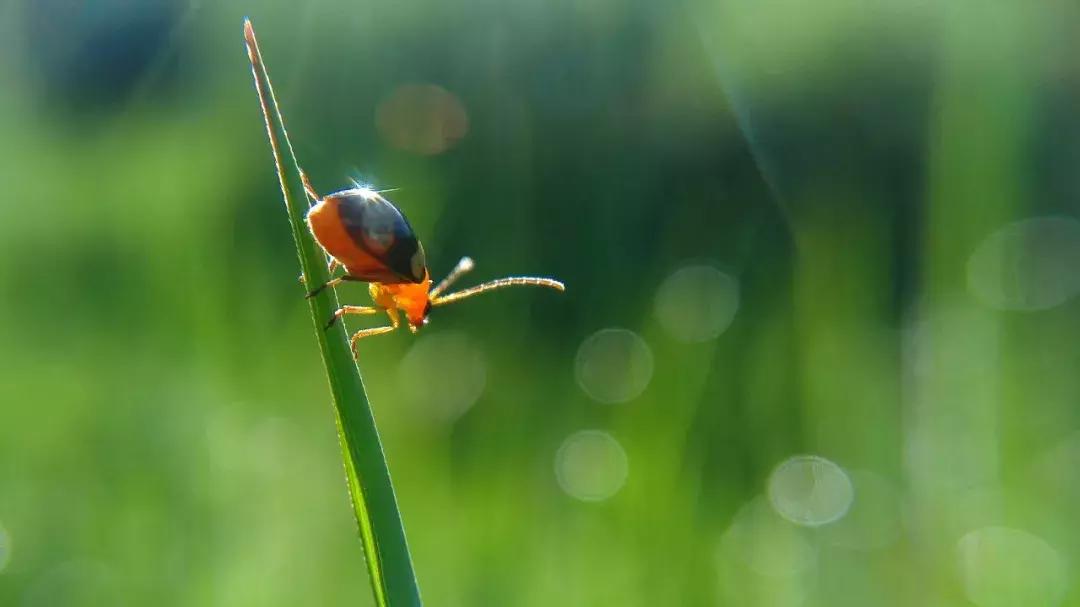 手把手教你拍摄微距花,春天拍花卉微距摄影镜头推荐
