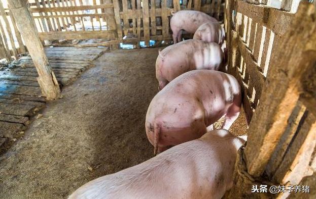 养猪氟苯尼考最佳配伍表,养猪用氟苯尼考注意事项