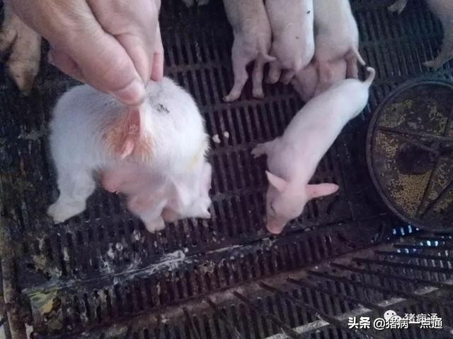 养猪技术猪奶水少怎么办,养猪人告诉你仔猪腹泻怎么办