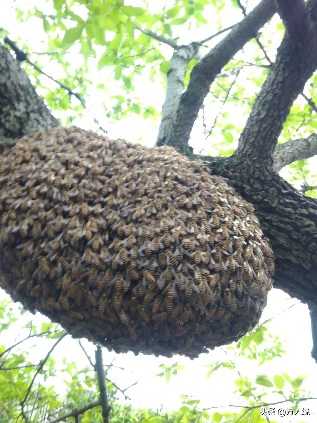 你知道蜜蜂一生要经历几个过程吗,蜜蜂的一生都在干些什么