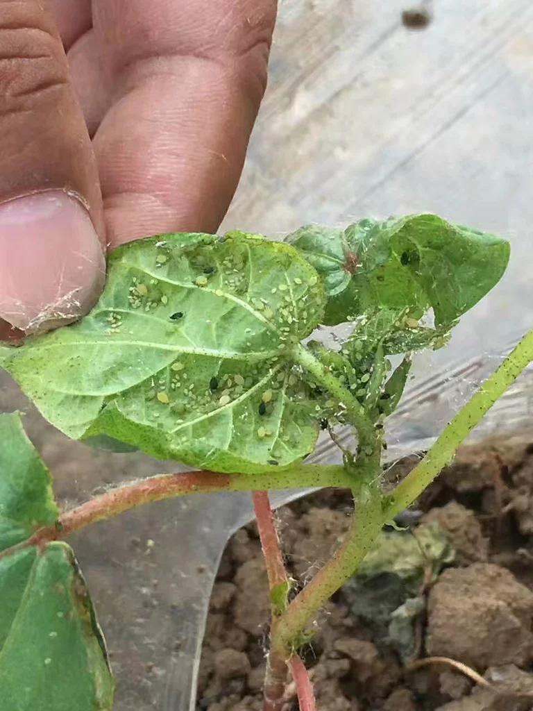 园林绿化虫害的名称及防治,栾树蚜虫虫害的症状图片