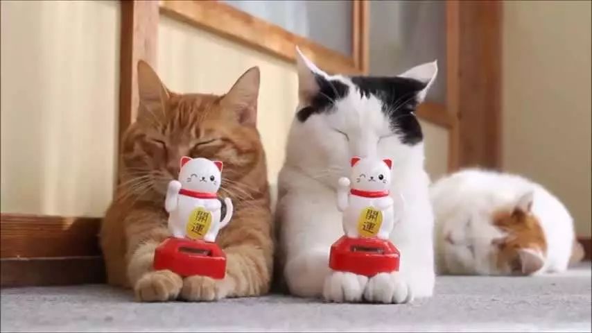 过年回家我的猫怎么办,春节回老家猫咪怎么办