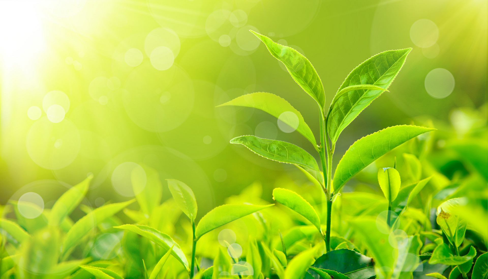 十首最经典的微笑诗,你的微笑很美唯美诗词