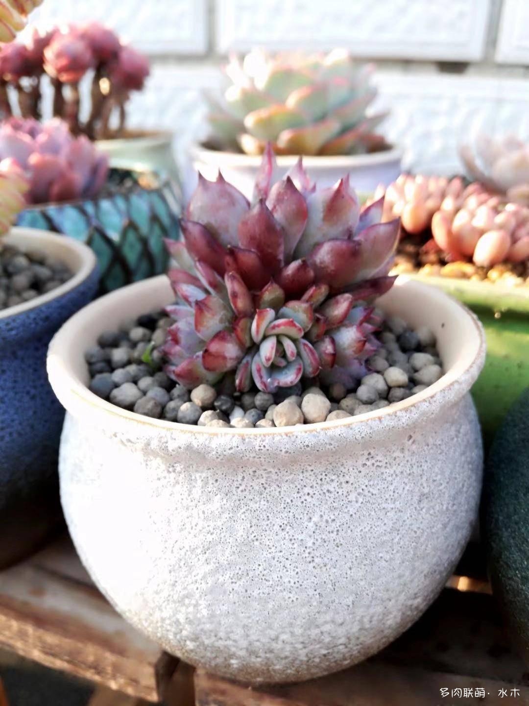 这才是多肉夏天该有的样子,多肉短期内颜值最高的时刻