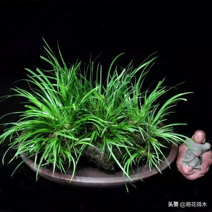 赞美菖蒲盆景的诗句,盆景诗词经典赏析