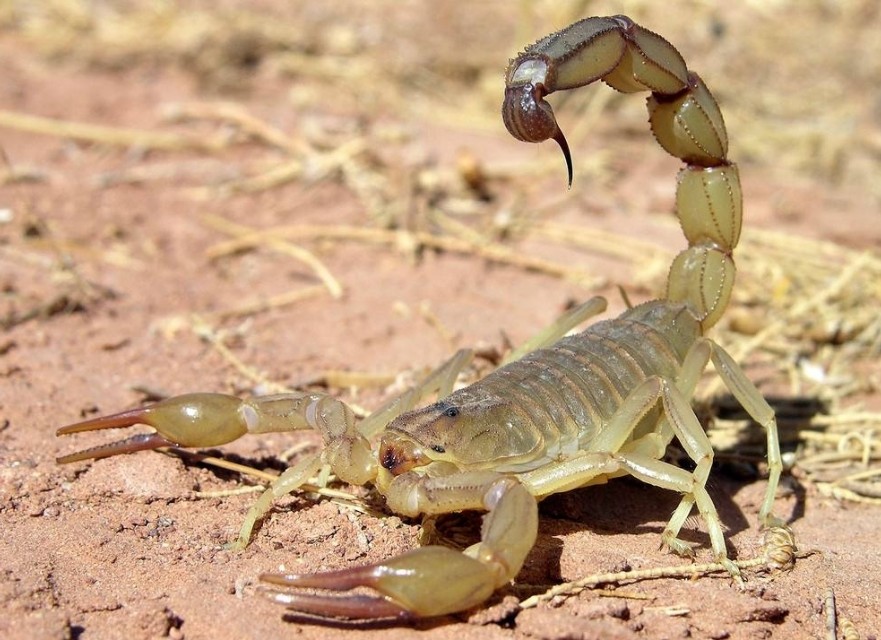 蜈蚣和全蝎均能息风止痉,全蝎息风止痉的功效