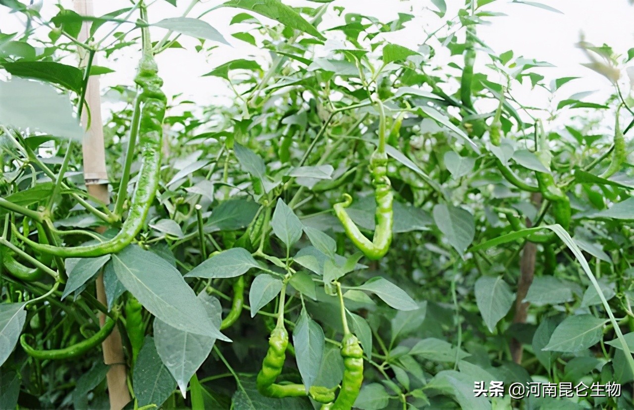 多菌灵对辣椒烂根有效果吗,辣椒烂果烂根图片和防治方法