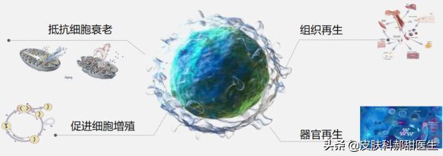 医美科普，什么是外泌体？如何实现细胞层面的抗衰？