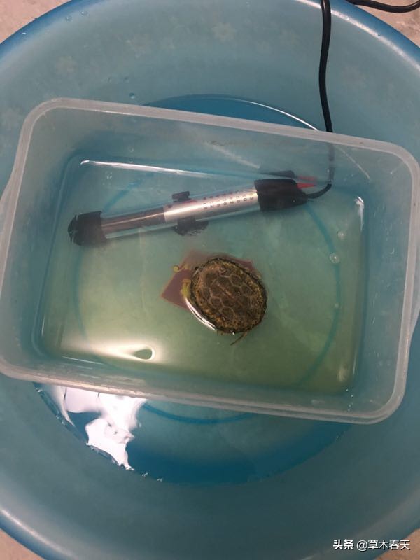 新手怎么治乌龟的腐甲,咋治乌龟腐皮呢