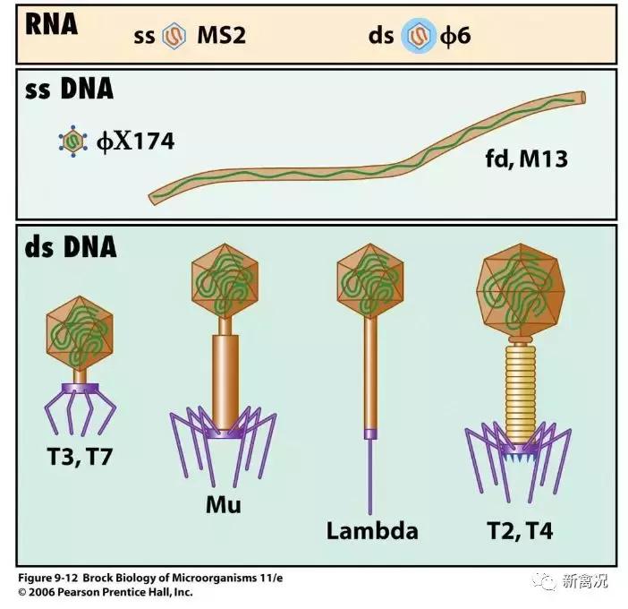 农业用噬菌体消灭细菌全过程,噬菌体的防治措施