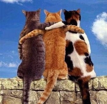 怎么加到偶像的微信,怎么加到自己喜欢的人