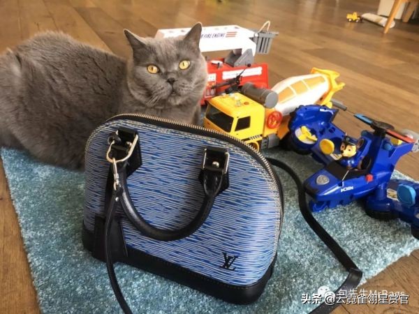 超好看的宠物包,好看又大的宠物包