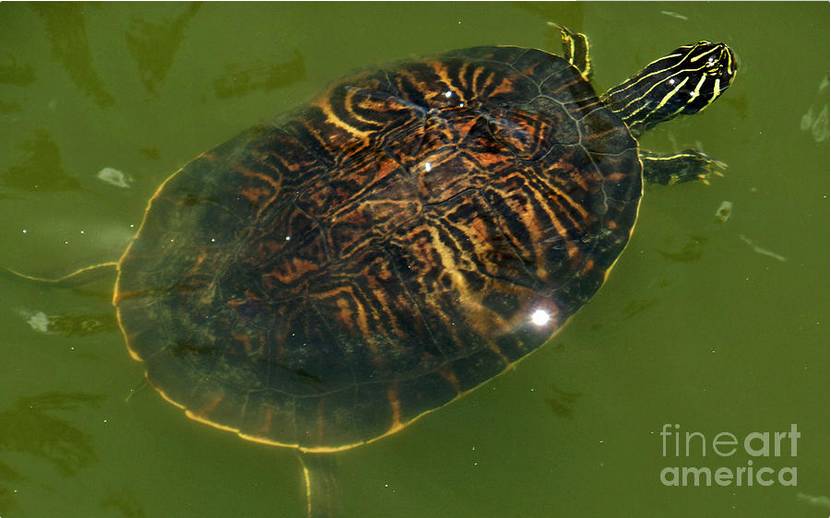 我是谁韩国版人物图片,我是谁日本原版