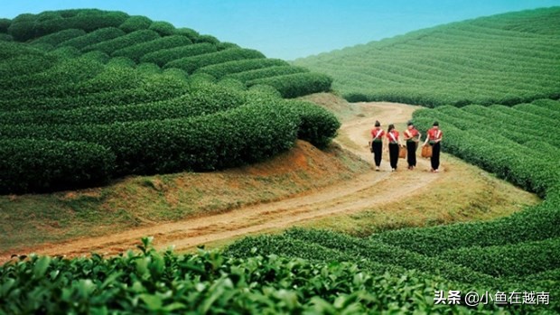 《走进越南》060期：越南山萝省，特产水果销往全球多个高端市场