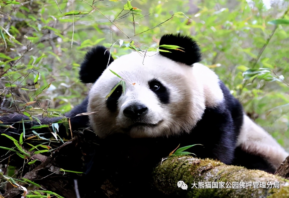佛坪都有什么野生动物,周至佛坪野生动物
