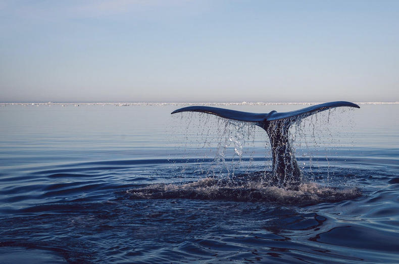 vans秋季怎么搭,vans秋天穿低帮还是高帮