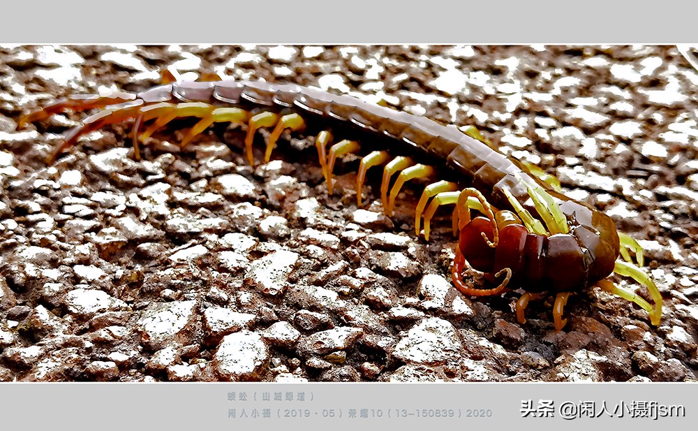 蜈蚣以毒攻毒的原理,蜈蚣的毒素到底有多强