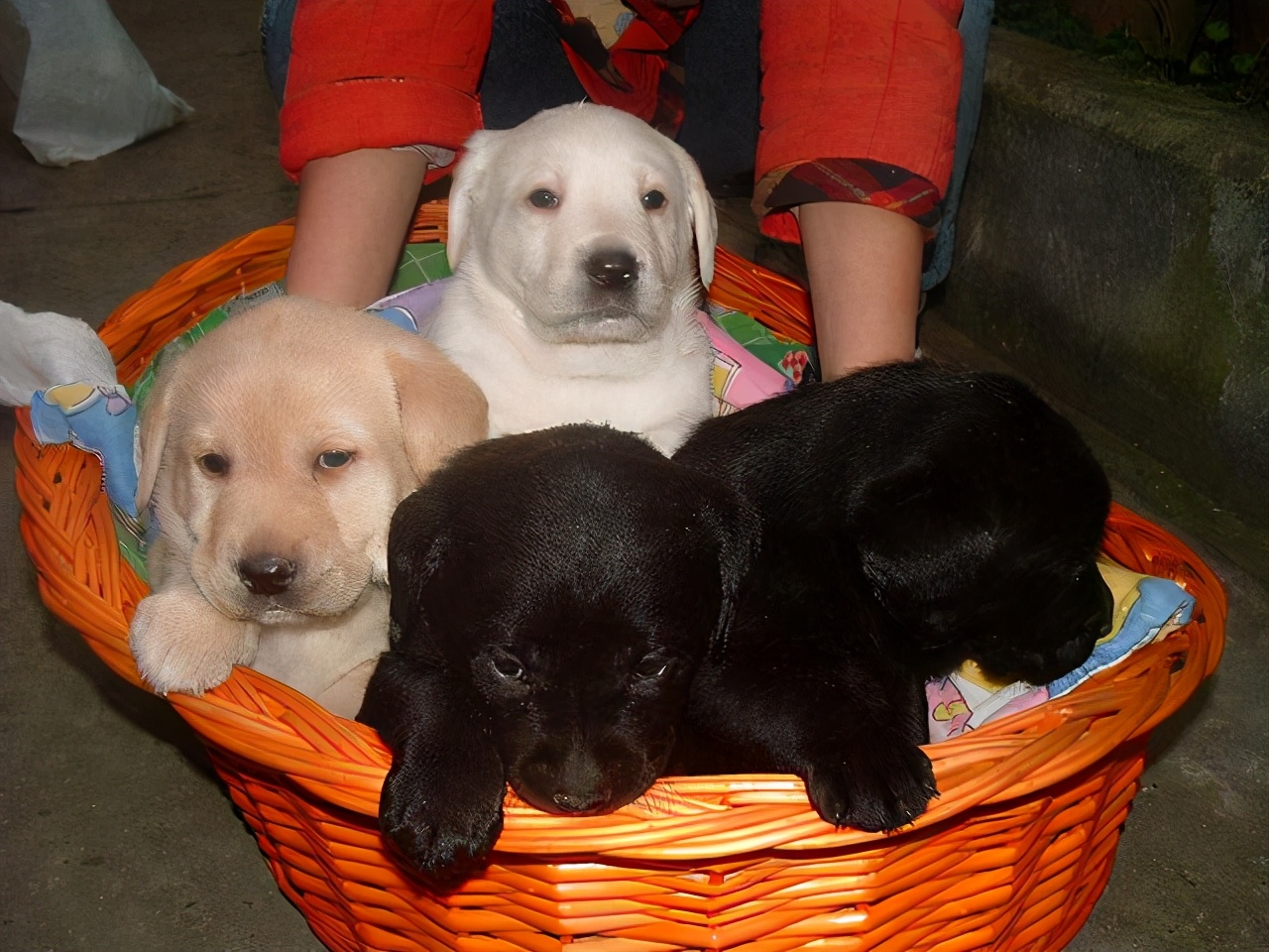 这六种狗旺财又旺家,这几种狗越养越值钱