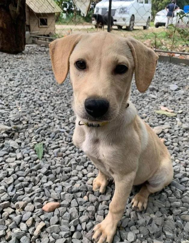 为了不让爷爷孤单，领养了一条狗狗，半年后：这是喂的猪饲料？