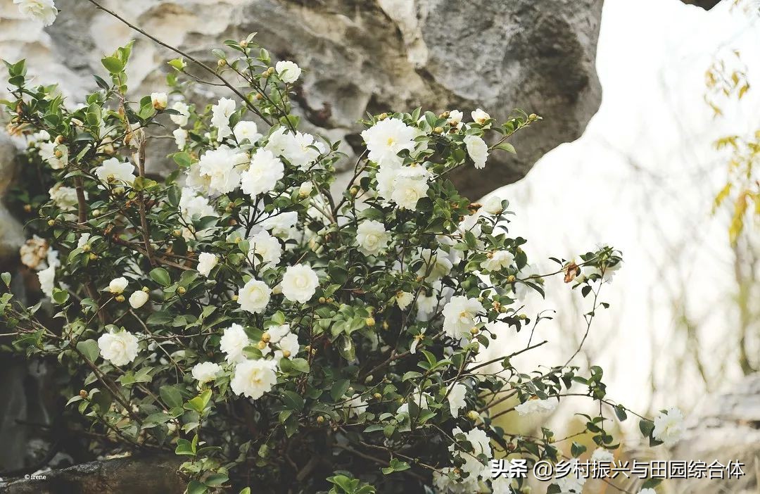 古朴悠然的禅意小镇,半农学院