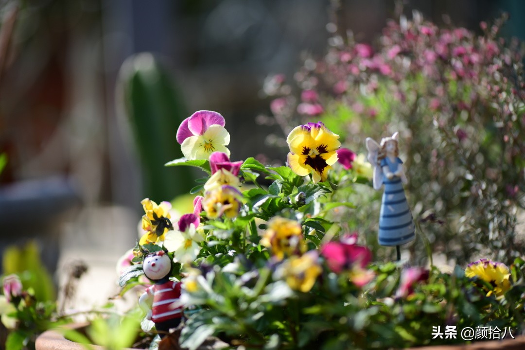 就趁现在，花园最忙碌的季节|园丁