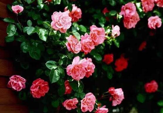 蔷薇花叶子发黄是什么原因,蔷薇花叶子发黄的解决方法