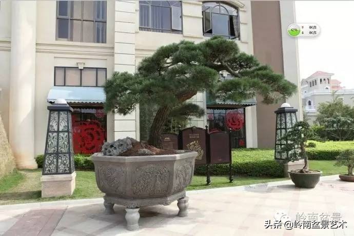 盆景经营思路及方法,盆景市场