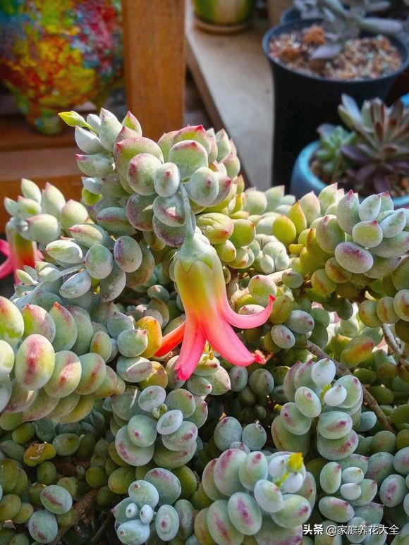 多肉火狐狸叶片皱巴巴,为什么我养的多肉叶片不饱满